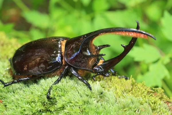 Escarabajo Neptuno (Dynastes neptunus) macho en Ecuador — Foto de Stock