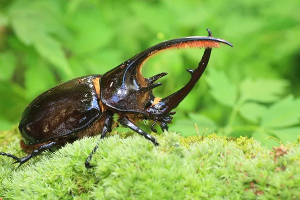 Escarabajo Neptuno (Dynastes neptunus) macho en Ecuador — Foto de Stock