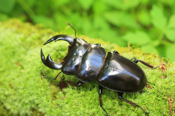 Antaeus stag Жук (Dorcus antaeus) в Індії — стокове фото