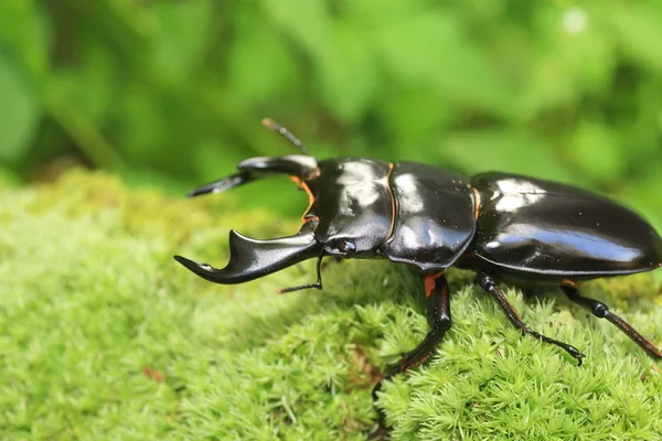 Antaeus stag beetle (Dorcus antaeus) w Indiach — Zdjęcie stockowe