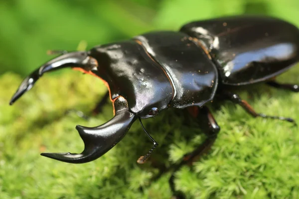 Scarabeo cervo (Dorcus antaeus) in India — Foto Stock