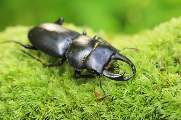 Escarabajo Neptuno (Dynastes neptunus) macho en Ecuador — Foto de Stock