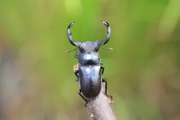 Taiwan rådjur Ekoxe (Rhaetulus crenatus crenatus) i Taiwan — Stockfoto