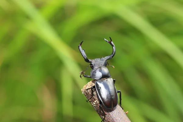 Taiwan deer stag beetle (Rhaetulus crenatus crenatus) in Taiwan — Stock Photo, Image