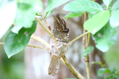 Filipin Paszczaki (Batrachostomus septimus) Rajah Sikatuna Milli Parkı'nda, Bohol, Filipinler