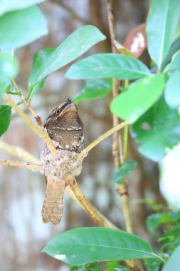 Filipin Paszczaki (Batrachostomus septimus) Rajah Sikatuna Milli Parkı'nda, Bohol, Filipinler