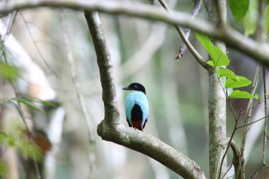 Azure göğüslü pide (pide steerii) Rajah Sikatuna Milli Parkı, Bohol Filipinler