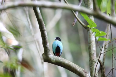 Azure göğüslü pide (pide steerii) Rajah Sikatuna Milli Parkı, Bohol Filipinler