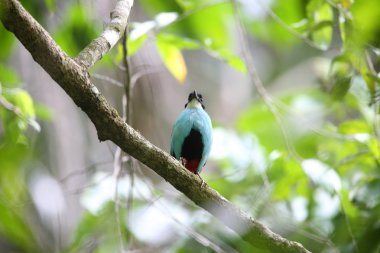 Azure göğüslü pide (pide steerii) Rajah Sikatuna Milli Parkı, Bohol Filipinler