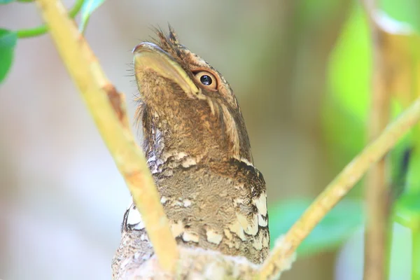 フィリピン frogmouth (ガマグチヨタカ属セプティマス) ラジャ ロペスデレガスピ国立公園、ボホール島、フィリピンで — ストック写真