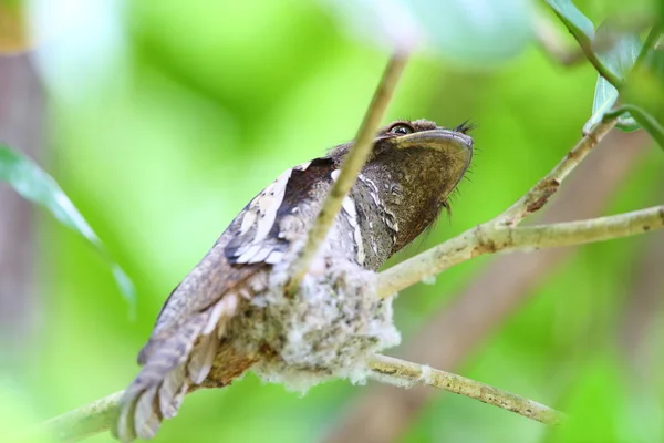 Frogmouth filippino (Batrachostomus septimus) nel Rajah Sikatuna National Park, Bohol, Filippine — Foto Stock