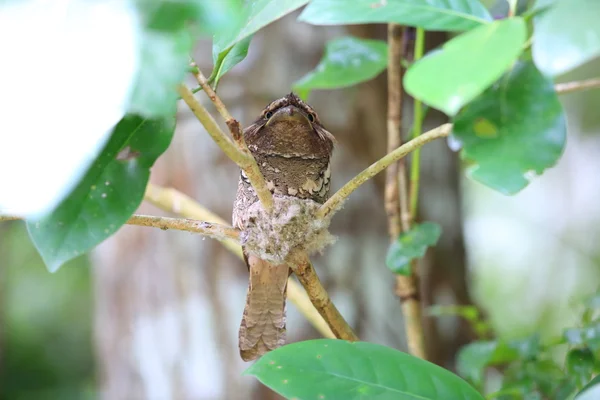 Filipijnse kikkerbek (Batrachostomus septimus) in Rajah Sikatuna Nationaal Park, Bohol, Filipijnen — Stockfoto