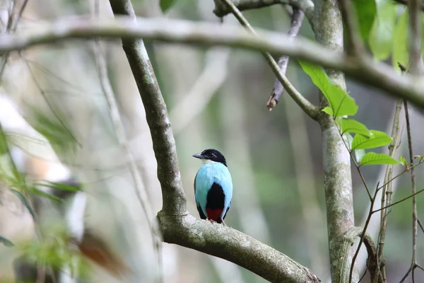 Azure-breasted pitta (Pitta steerii) Rajah Sikatuna National Park, Bohol Philippines — Stock Photo, Image