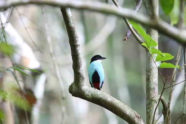 Azure-breasted pitta (Pitta steerii) Rajah Sikatuna National Park, Bohol Philippines — Stock Photo, Image