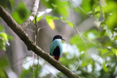 Azure göğüslü pide (pide steerii) Rajah Sikatuna Milli Parkı, Bohol Filipinler