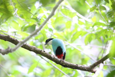 Azure göğüslü pide (pide steerii) Rajah Sikatuna Milli Parkı, Bohol Filipinler