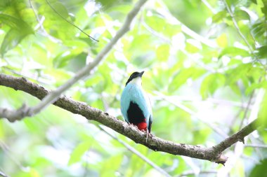 Azure göğüslü pide (pide steerii) Rajah Sikatuna Milli Parkı, Bohol Filipinler