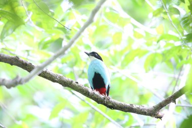 Azure göğüslü pide (pide steerii) Rajah Sikatuna Milli Parkı, Bohol Filipinler