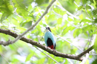 Azure göğüslü pide (pide steerii) Rajah Sikatuna Milli Parkı, Bohol Filipinler