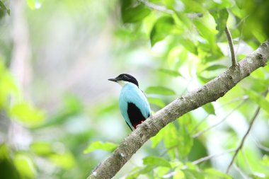 Azure göğüslü pide (pide steerii) Rajah Sikatuna Milli Parkı, Bohol Filipinler