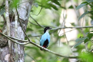 Azure göğüslü pide (pide steerii) Rajah Sikatuna Milli Parkı, Bohol Filipinler