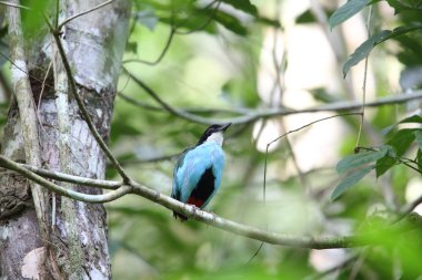 Azure göğüslü pide (pide steerii) Rajah Sikatuna Milli Parkı, Bohol Filipinler