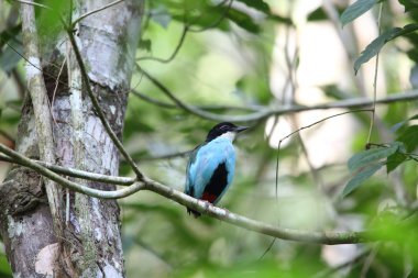 Azure göğüslü pide (pide steerii) Rajah Sikatuna Milli Parkı, Bohol Filipinler
