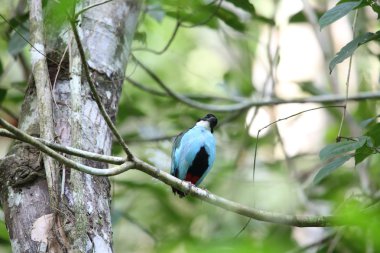 Azure göğüslü pide (pide steerii) Rajah Sikatuna Milli Parkı, Bohol Filipinler