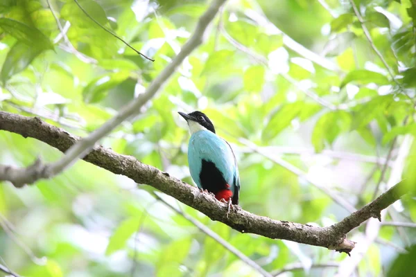 Azure-breasted Πίττα (steerii πίτα) Rajah αίματος εθνικό πάρκο, Bohol Φιλιππίνες — Φωτογραφία Αρχείου