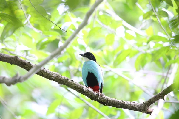 Pitta de pecho azul (Pitta steerii) Parque Nacional Rajah Sikatuna, Bohol Filipinas —  Fotos de Stock