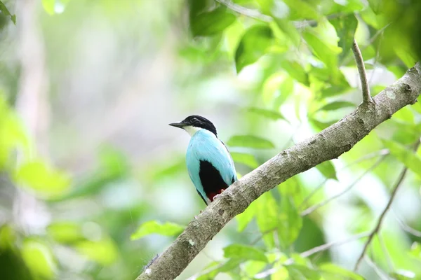 Azure-breasted pitta (Pitta steerii) Rajah Sikatuna Nationaal Park, Bohol, Filipijnen — Stockfoto