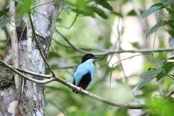 Pitta de pecho azul (Pitta steerii) Parque Nacional Rajah Sikatuna, Bohol Filipinas — Foto de Stock