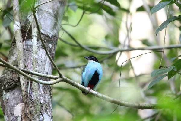 Azure-breasted pitta (Pitta steerii) Rajah Sikatuna Nationaal Park, Bohol, Filipijnen — Stockfoto