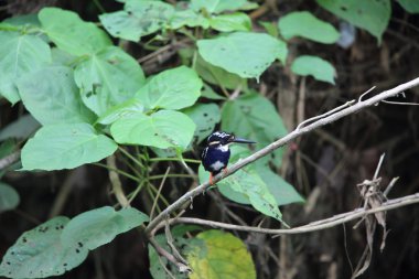 Kuzey gümüş Kingfisher (Ceyx argentatus) Rajah Sikatuna Milli Parkı'nda, Bohol, Filipinler