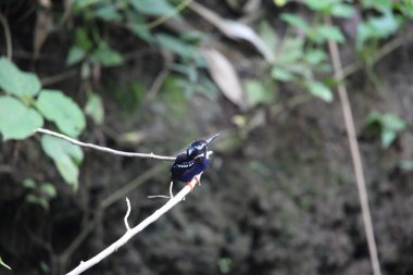 Kuzey gümüş Kingfisher (Ceyx argentatus) Rajah Sikatuna Milli Parkı'nda, Bohol, Filipinler