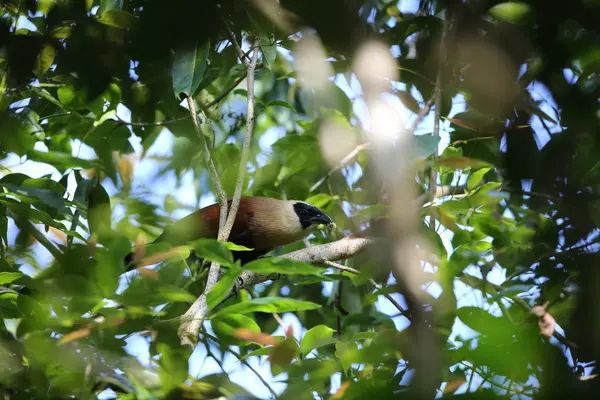 Coucal à face noire (Centropus melanops) dans le parc national Rajah Sikatuna, Bohol Philippines — Photo