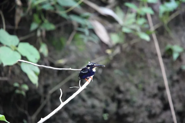 Northern Silvery Kingfisher (Ceyx argentatus) в Национальном парке Раджа Шатуна, Феодосия, Филиппины — стоковое фото