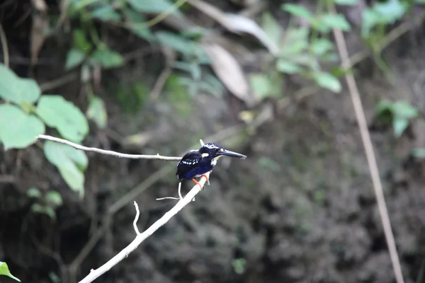 Severní stříbřitá Kingfisher (Ceyx argentatus) v národním parku rádža Sikatuna, Bohol, Filipíny — Stock fotografie