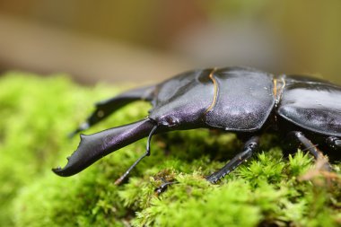 Dorcus titanus typhon stag beetle Catanduanes Adası, Kuzey Filipinler