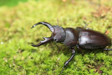 Kirchnerius guangxii stag beetle Çin