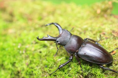 Kirchnerius guangxii stag beetle Çin