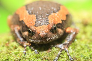 Şeritli Kurbağa (Kaloula pulchra) Kaengkrachan Milli Parkı, Tayland