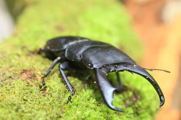 Dorcus titanus typhon stag beetle Catanduanes Adası, Kuzey Filipinler — Stok fotoğraf
