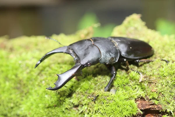 ものヒラタクワガタ テュポン クワガタ カタンドゥアネス島、フィリピン北部 — ストック写真