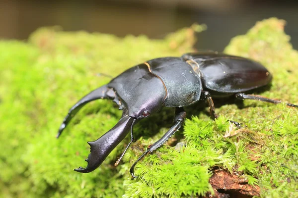 Dorcus titanus typhon stag beetle en la isla de Catanduanes, norte de Filipinas — Foto de Stock