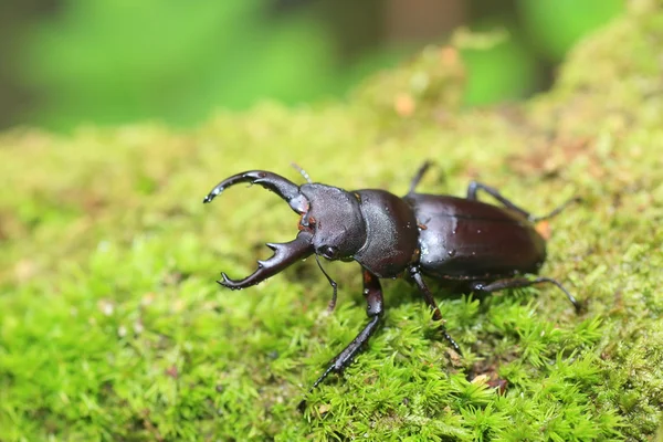 Scarabeo cervo Kirchnerius guangxii in Cina — Foto Stock