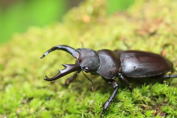 Kirchnerius guangxii escarabajo ciervo en China — Foto de Stock