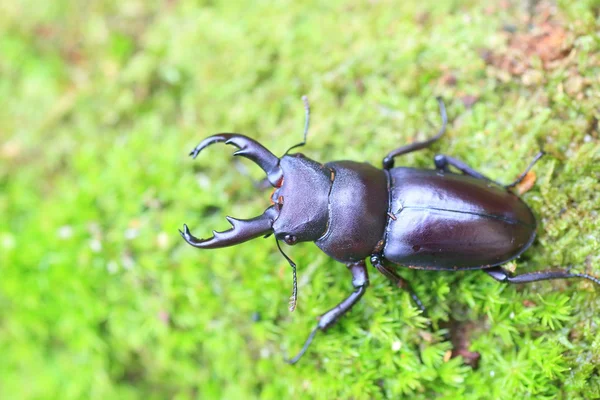 Kirchnerius guangxii stag beetle w Chinach — Zdjęcie stockowe