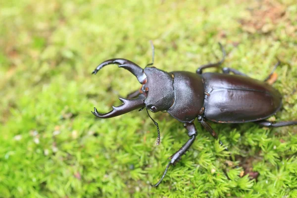 Kirchnerius guangxii stag beetle w Chinach — Zdjęcie stockowe