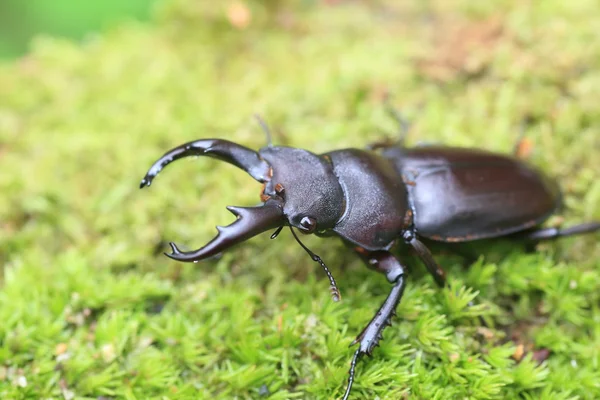 Scarabeo cervo Kirchnerius guangxii in Cina — Foto Stock